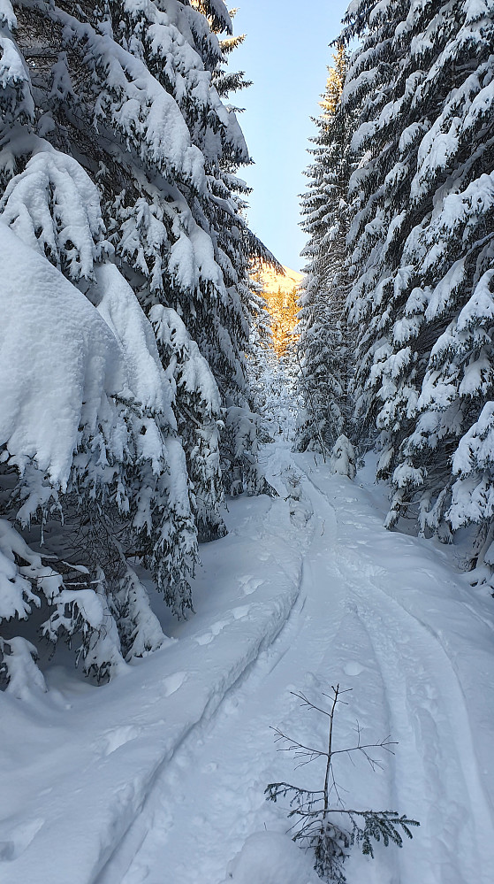 Etter hvert litt tettere skoggåing 
