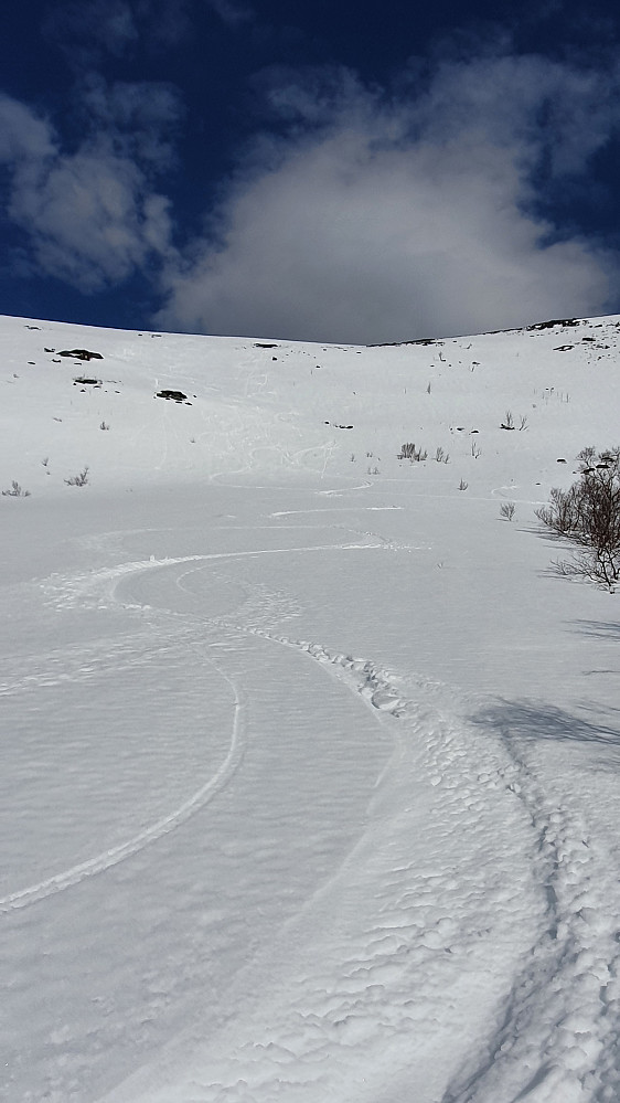 Nederst i skogkanten på vestre flanken på Urfjellet - flott føre! 