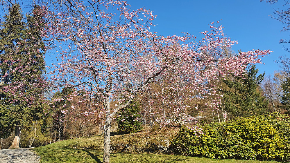Blomstring i Reknesparken