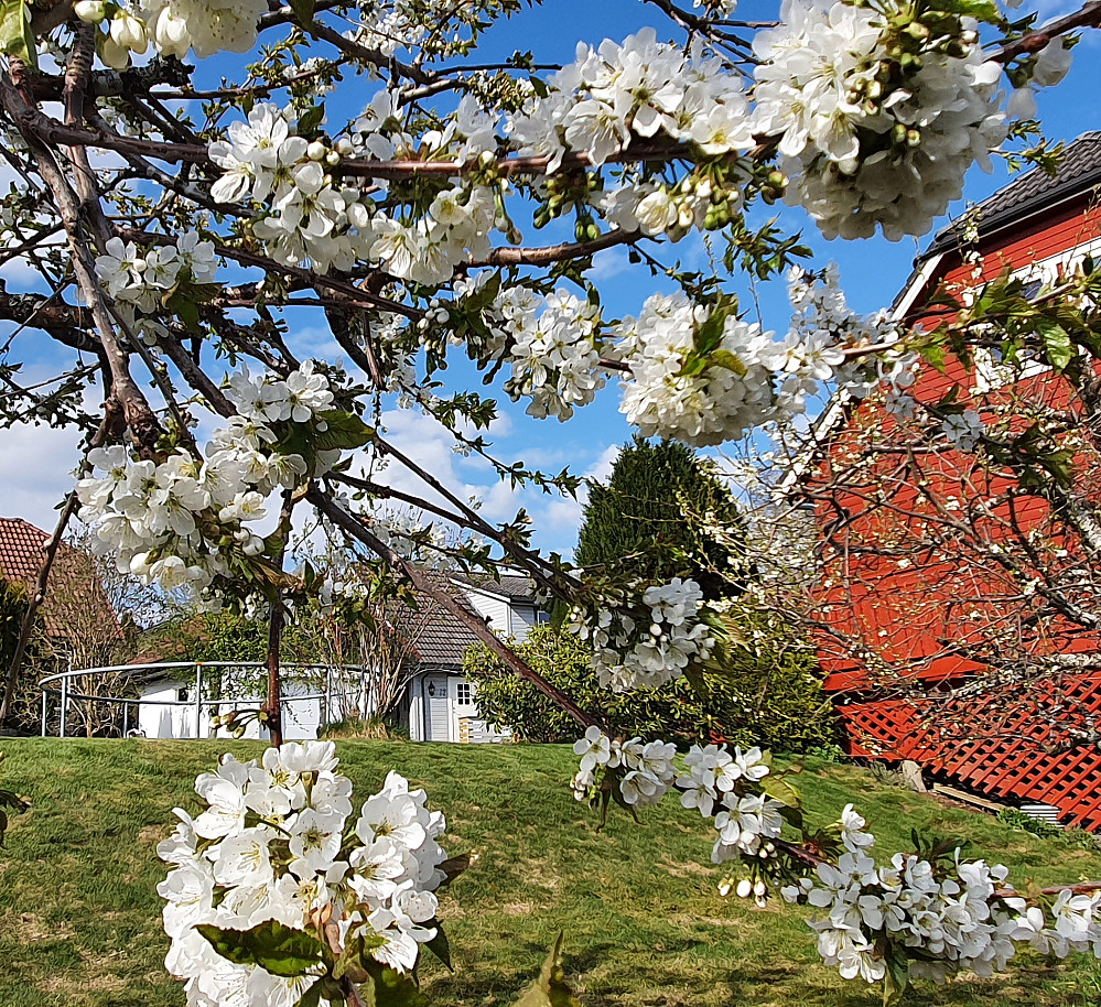Fruktblomstring i Myrvegen (moreller) - vår 