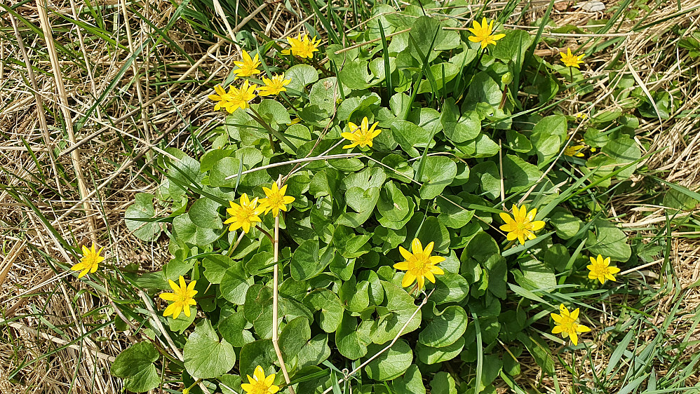 Vårkål