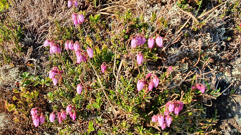 Blålyng på toppen av Dyrdalsfjellet