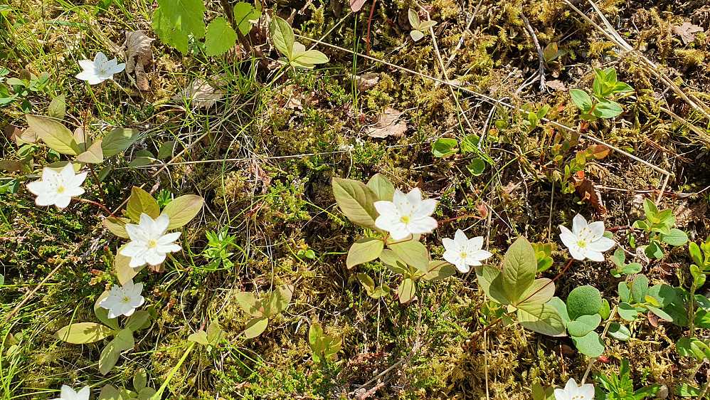 Skogstjerne