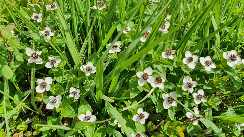 Skrubbærblomst 
