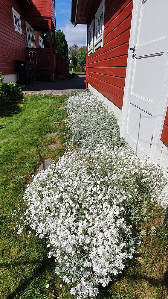 Sølvarve