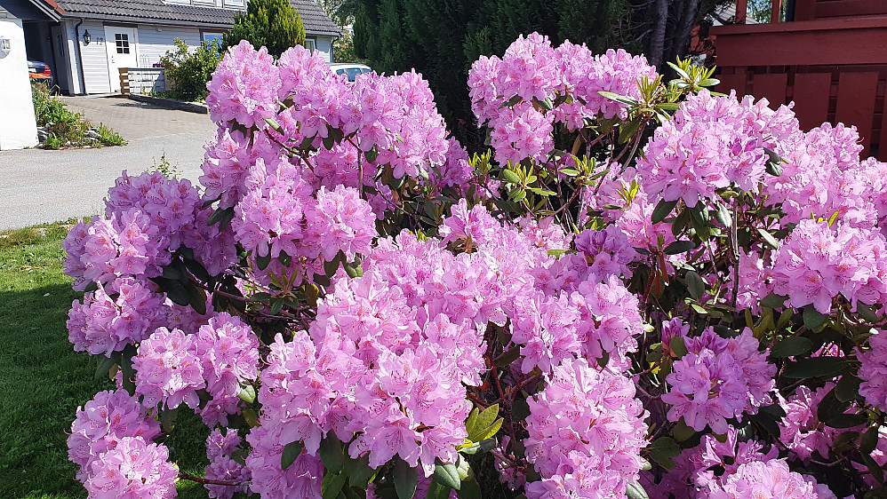 Dagens rhododendronbilde