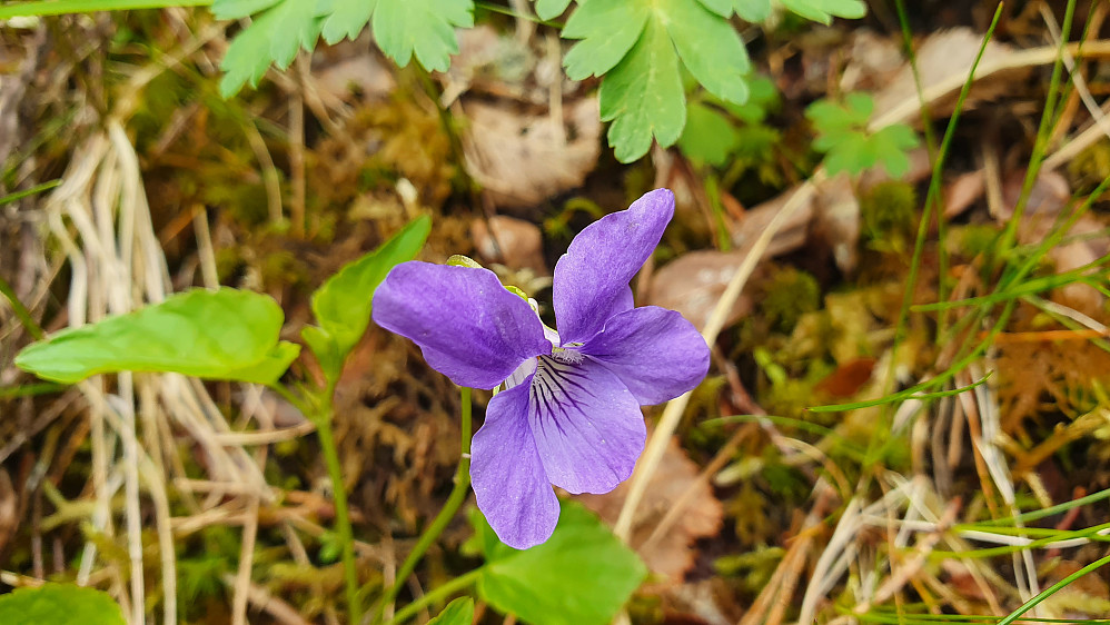 Skogfiol