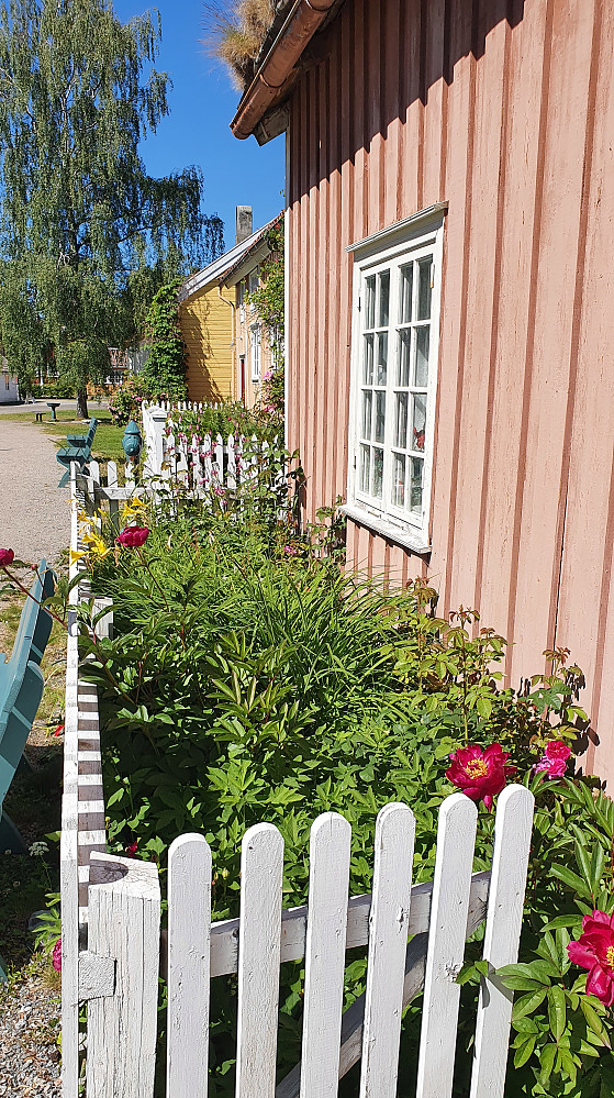 Pionene blomstrer i bygata på Romsdalsmuseet