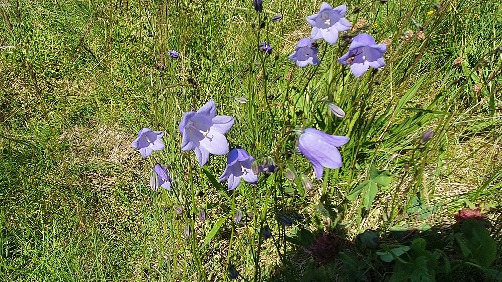 Blåklokke
