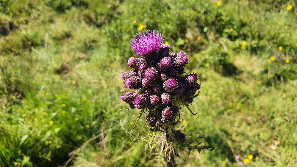 Kvitbladtistel
