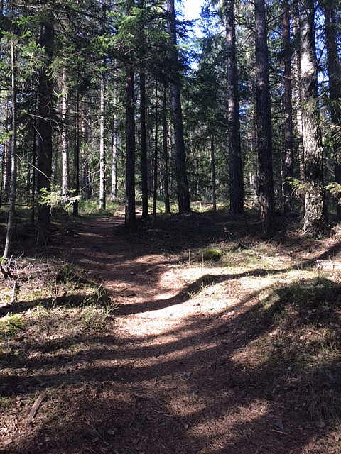 På vei mot Furumokollen