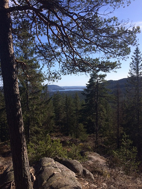 På vei mot Furumokollen, utsikt sydover.