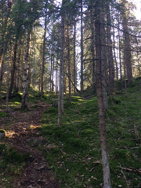 På vei opp mot Øyungskollen