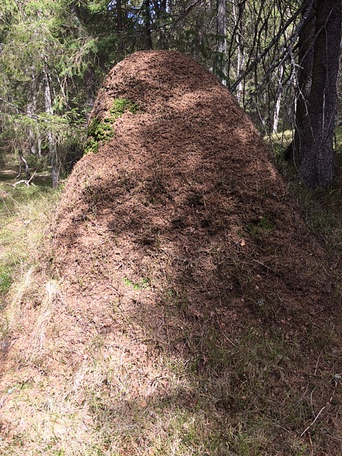 I mauertuenes land.  Mengder med stoore mauertuer rundt Hansakollen.  Denne cirka 2 meter høy!!