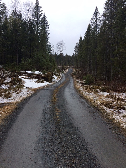 Skogsbilvei mot Rognlia gård.