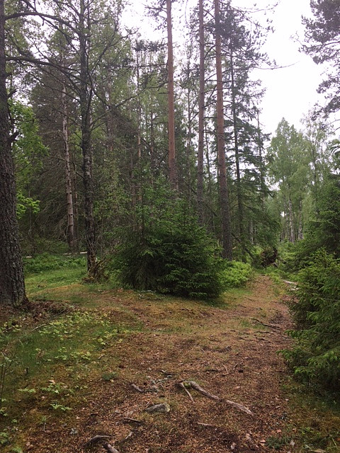 Gikk nesten glipp av stien opp til toppen, gikk til venstre her.