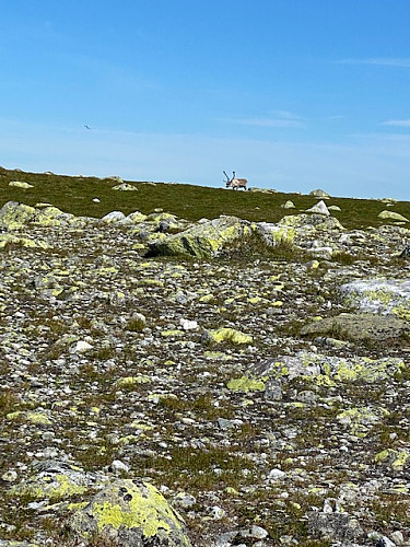 Reinsdyr på Augunshaug. Kom veldig nærme etterhvert !