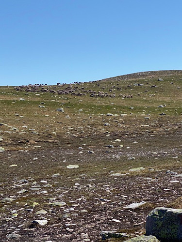 Reinsdyr ved Grindefjell.