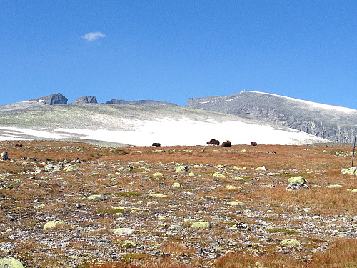 Moskus og Snøhettamassivet