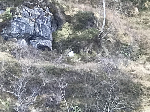 Denne karen har tatt på vinterhabitten, venter nok på snøen. Han satt musestuille i flere minutter i håp om at han ikke var avslørt.