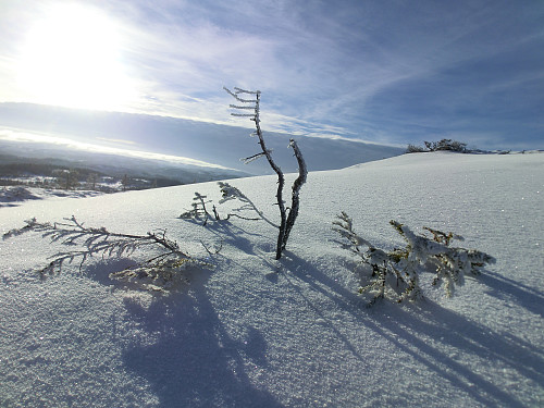 Knall sol på Svalbakheia, Leksvik