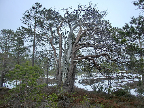 Mange unike og flotte trær i skogen.