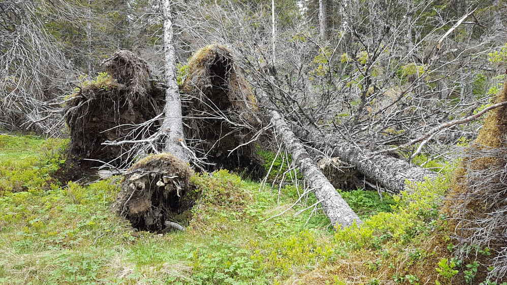 Slik går det når skogen foran blir hugd ned. Røttene er ikke vant til vinden...