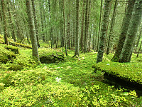 Icemann99_20160919_57e0399a6a10c.jpg