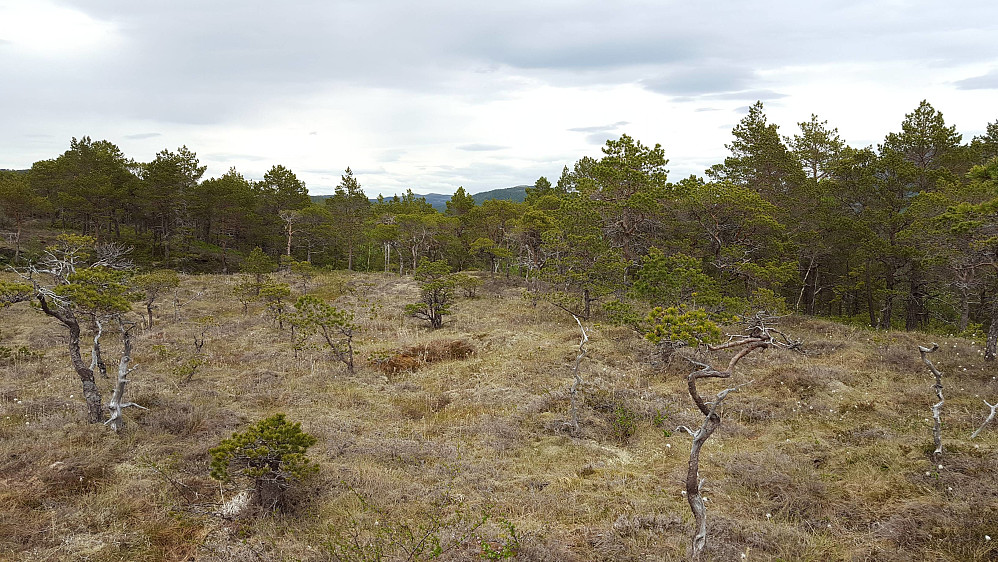 Her ser vi forkjellen på de med gode vekstforhold, og de som vokser på den sure myra...