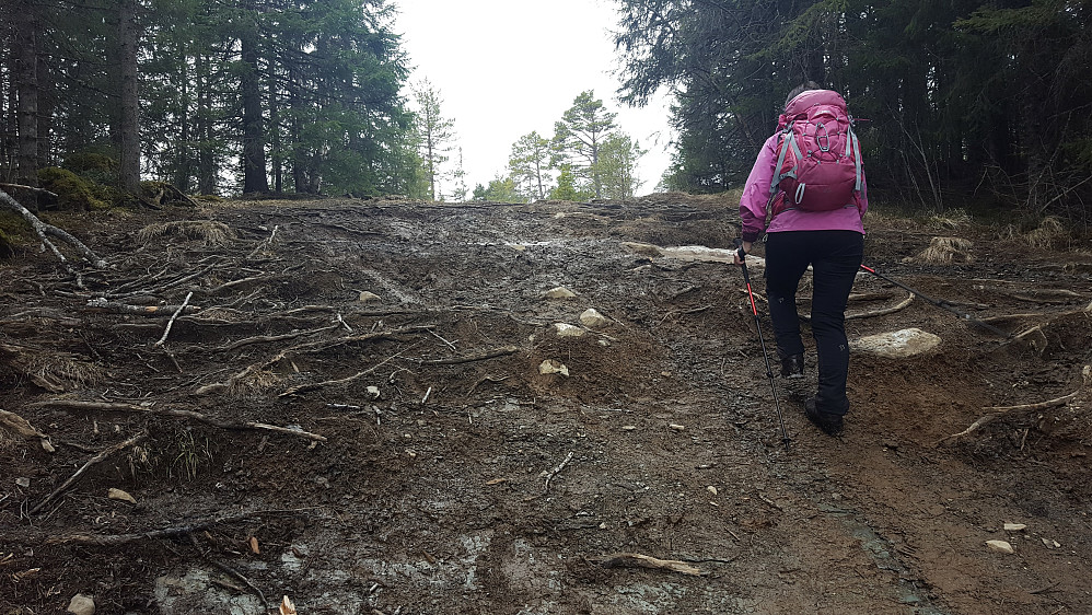 Stier i Bymarka har en annen dimensjon en det en skarve Fosning er vant til..