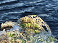 Icemann99_20190810_5d4ebdafbea7a.jpg