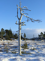 Icemann99_20190810_5d4ebdc271634.jpg