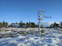 Icemann99_20190810_5d4ebdc576637.jpg