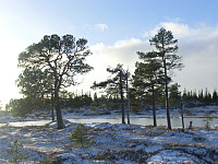 Icemann99_20190810_5d4ebdcebb5da.jpg