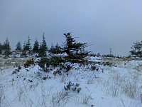 Icemann99_20190810_5d4ebdec28c2b.jpg