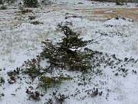 Icemann99_20190810_5d4ebdf18509c.jpg
