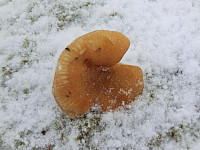 Icemann99_20190810_5d4ebdfe9b9e1.jpg
