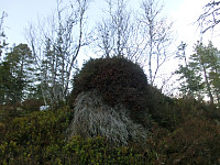 Icemann99_20190810_5d4ec681d17e4.jpg