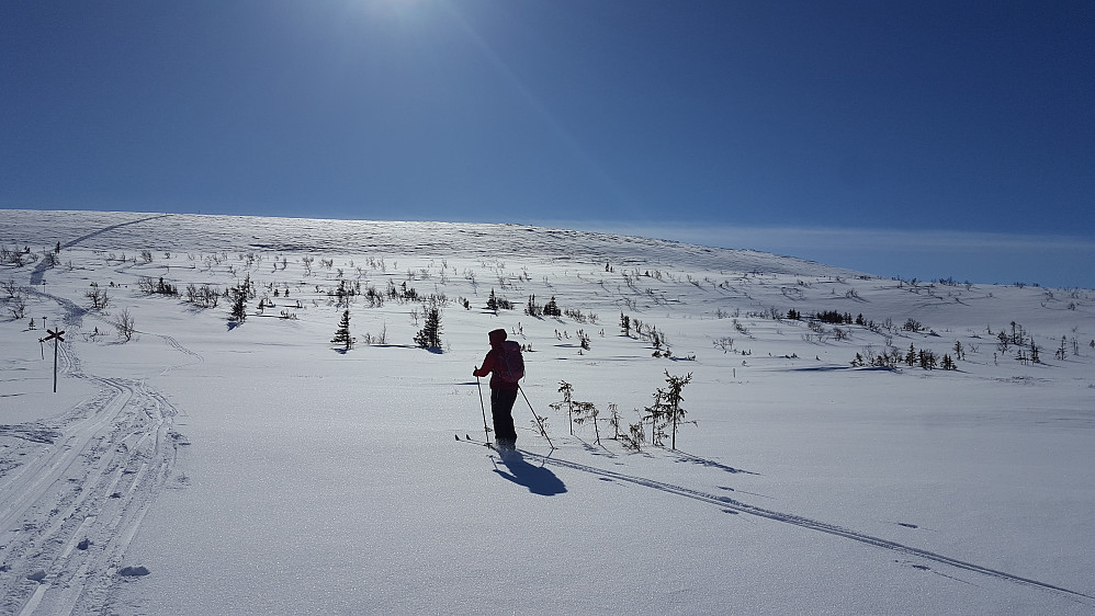 Blir ikke bedre en dette.. Vi går etter sporene opp mot Grofjellet i det fjerne..