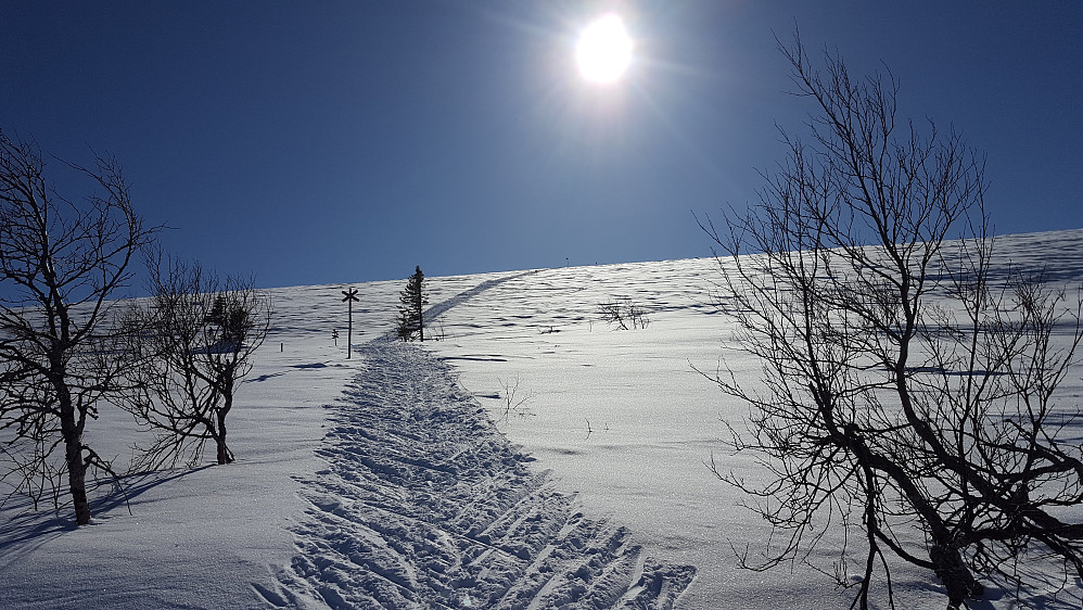Ser ikke bratt ut, men det er en grunn til at det er fiskebensmønster her. Det er knallhardt føre med 5-10 cm med snø oppå..