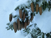Icemann99_20210226_6038a9b521b30.jpg