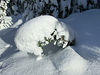 Icemann99_20210226_6038cb3294a41.jpg
