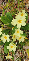 Icemann99_20210516_60a18cb5e974e.jpg