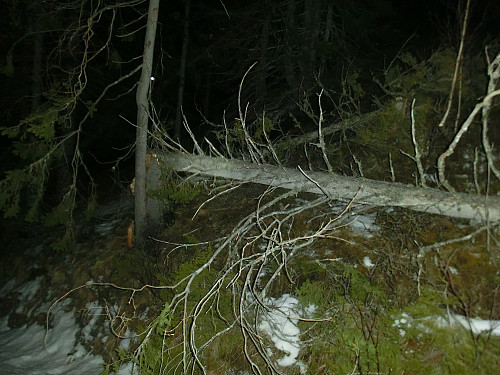 Ivar har gjort skade her også.
