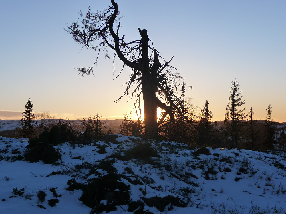 Et enslig tre i et nytt hogstfelt på Langåskammen