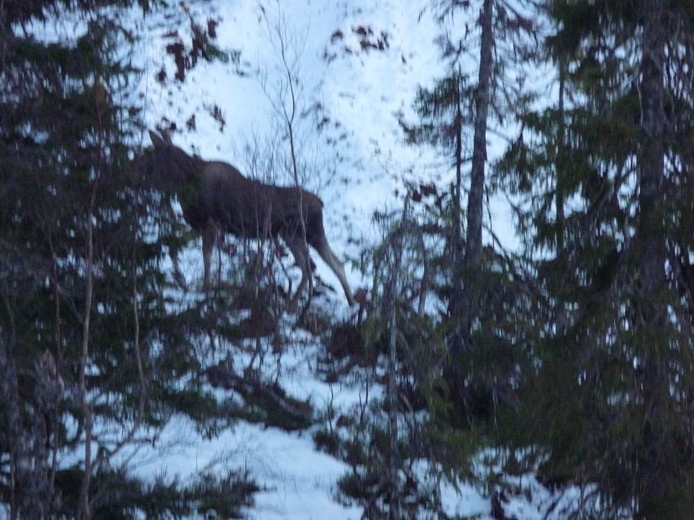 En flyktig turkamerat klarte nesten å unngå kameraet