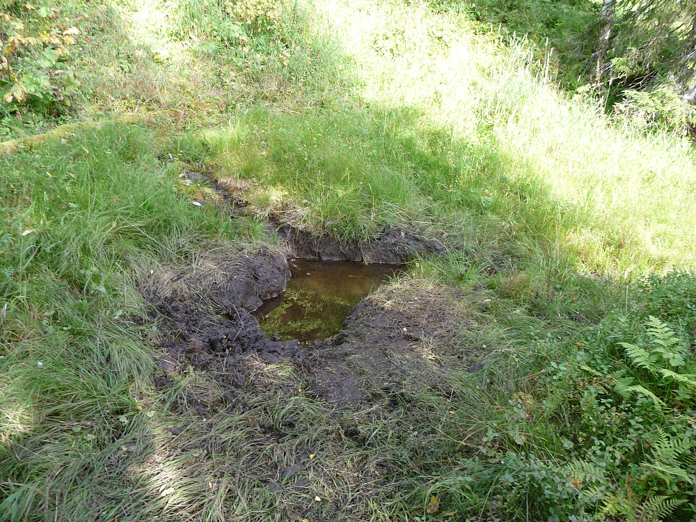 Brunstgrop etter elg i Lakklia