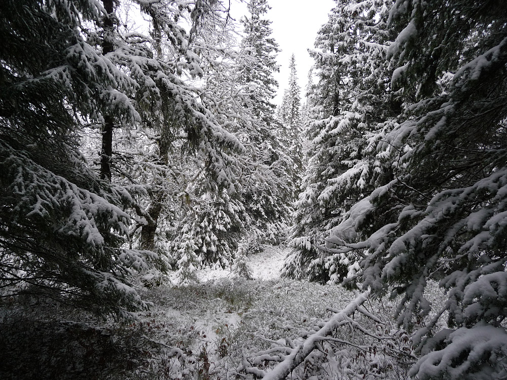Utsikten nordøstover fra Seterkammen