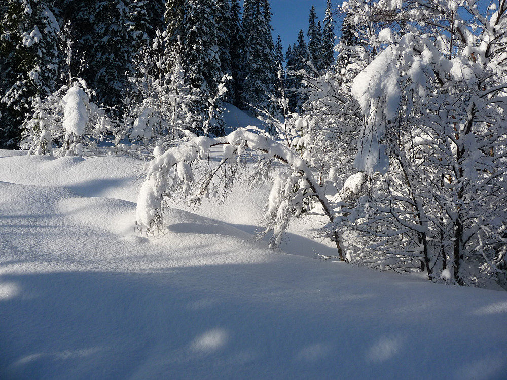 Snøtung skog