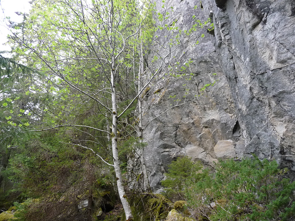 Fra oppe i lia